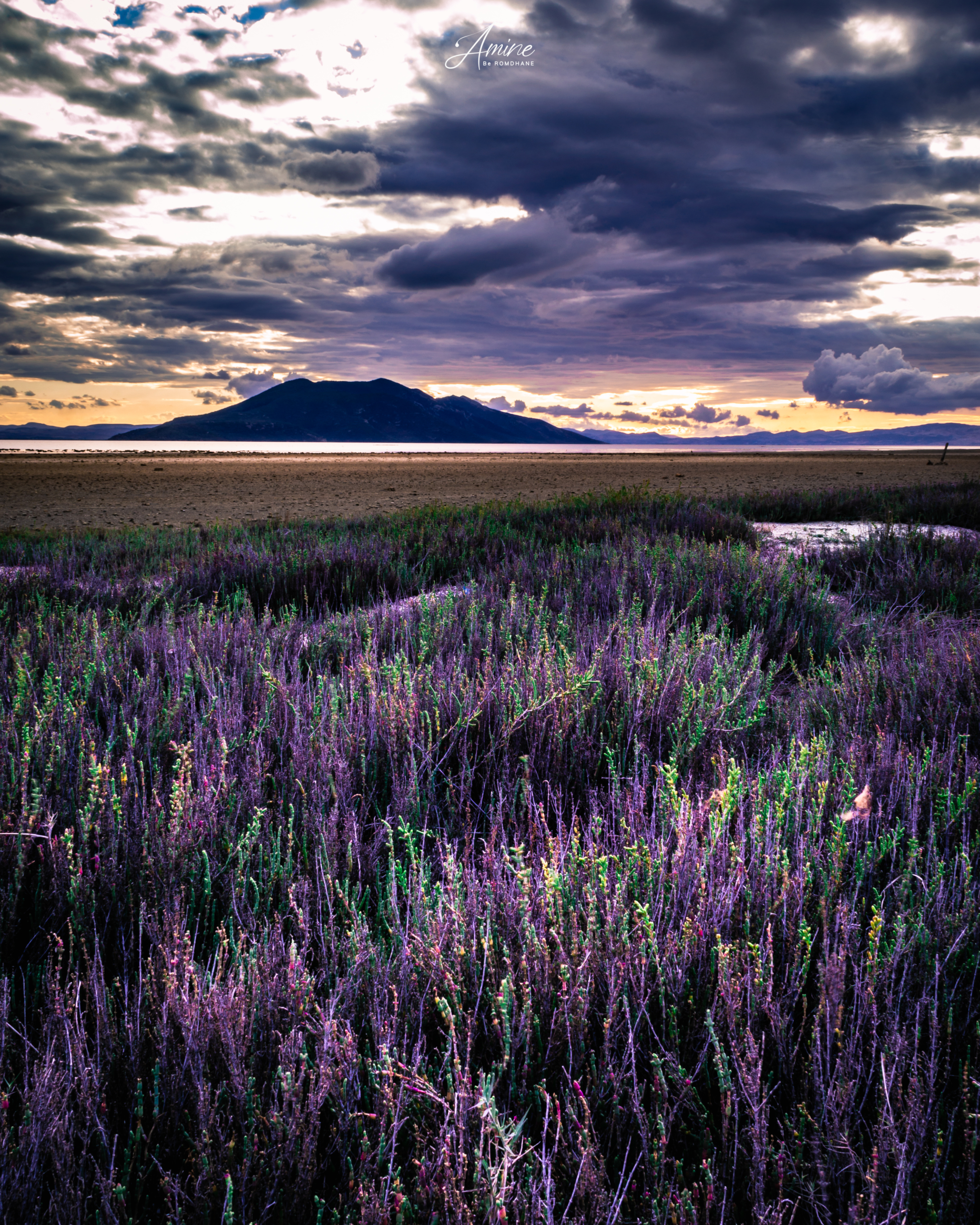 Lavender near ichkeul lake by Amine Be Romdhane